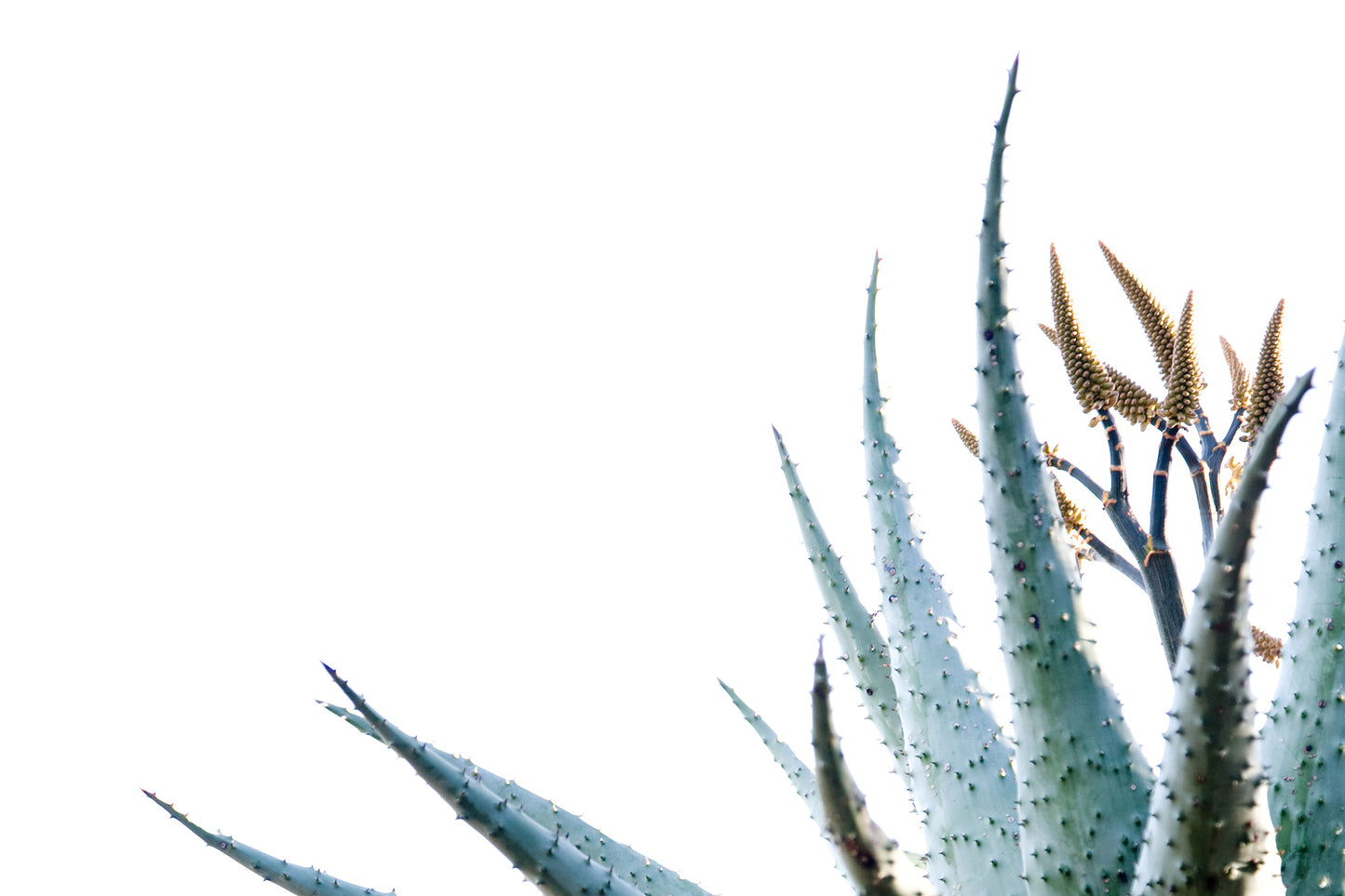 Aloe 001