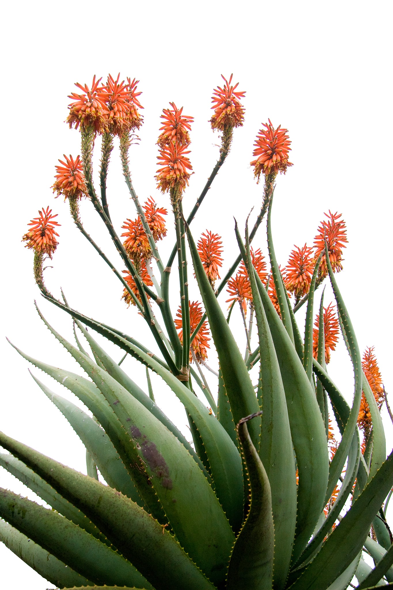 Aloe 035