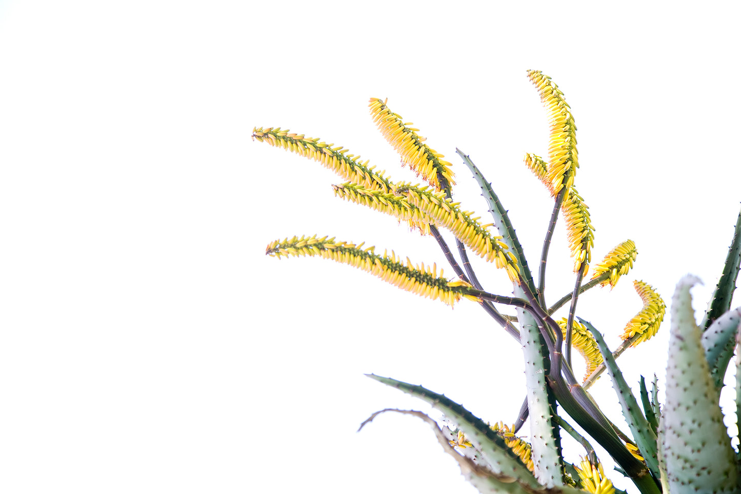 Aloe 036