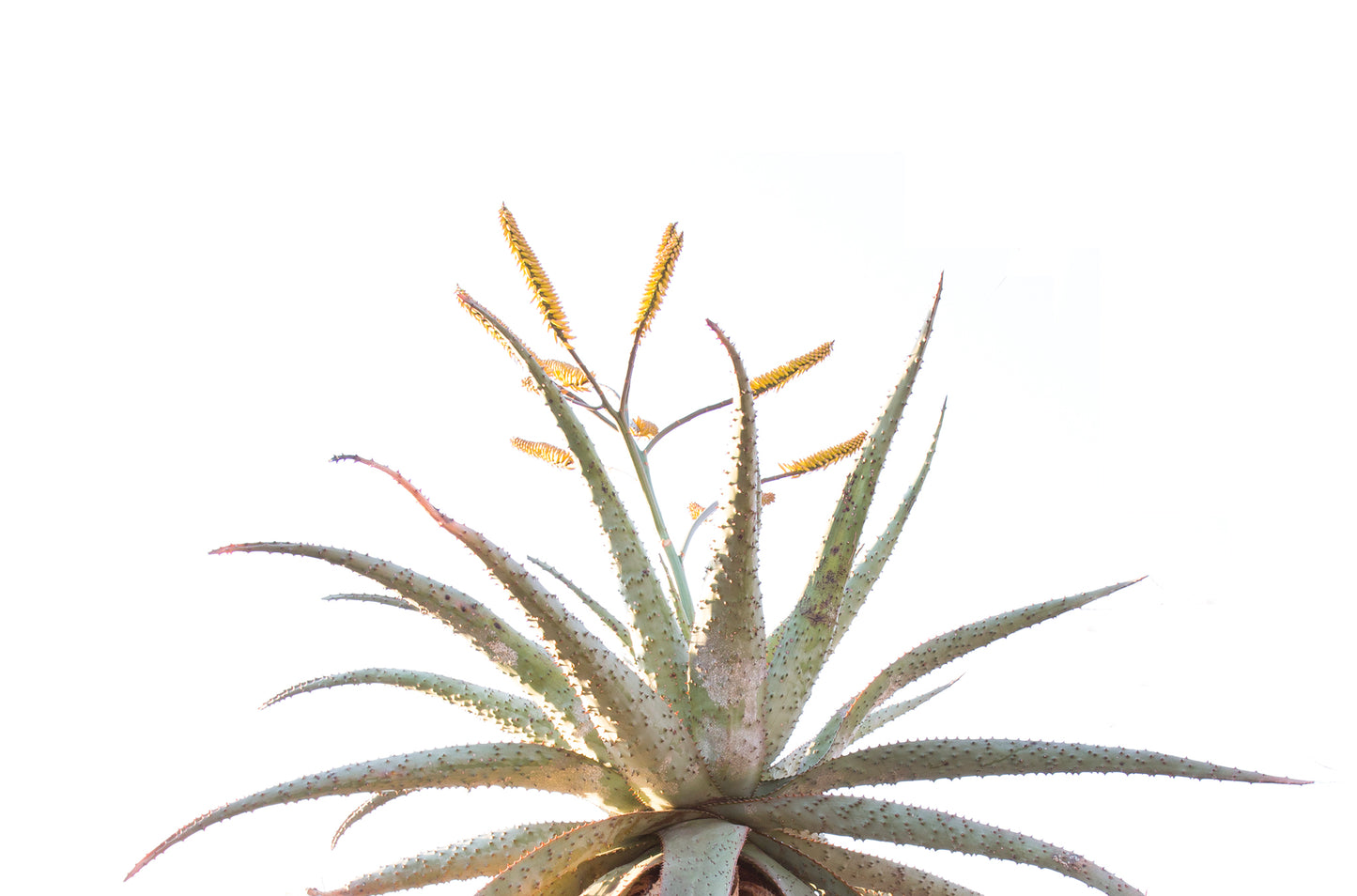 Aloe 041