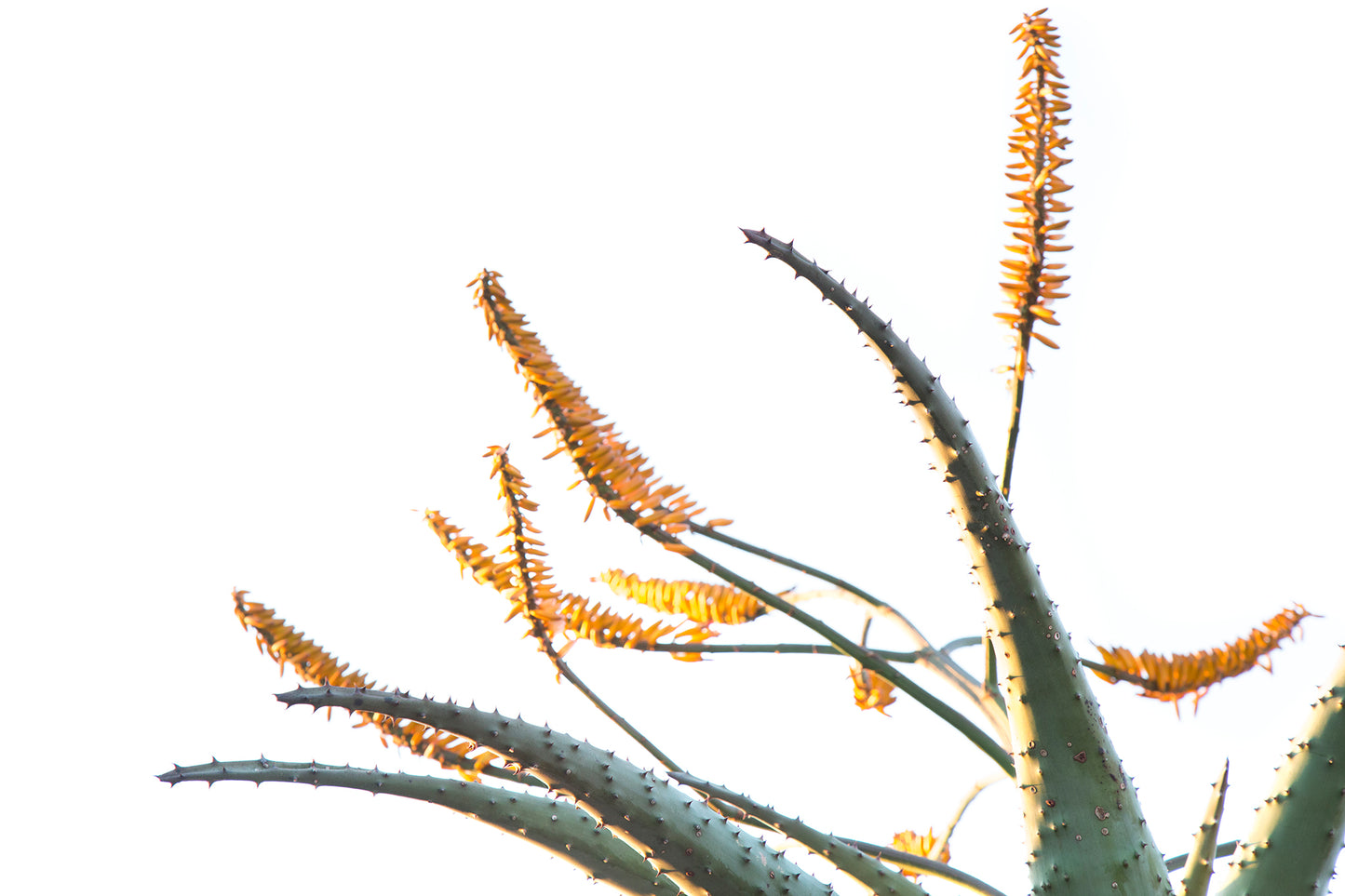 Aloe 061