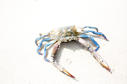 Crab 02