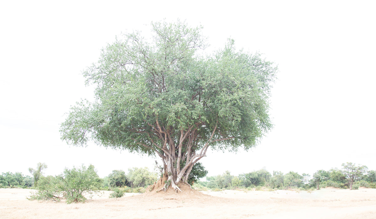 Tree 290