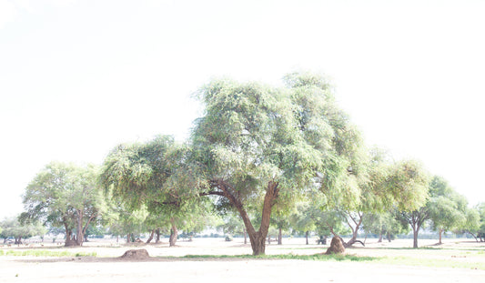 Tree 291