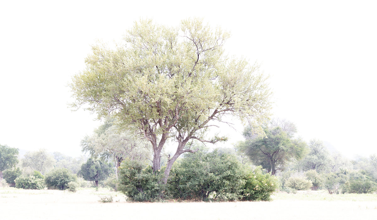 Tree 293