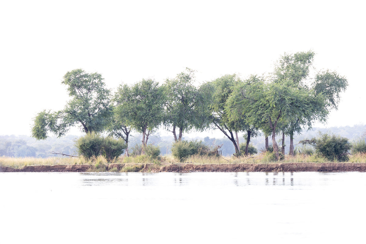Tree 294